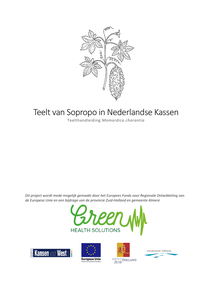 Teelt van sopropo in Nederlandse kassen